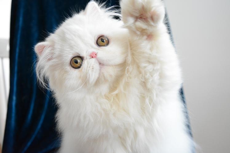 pet cat pet cat